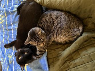 cute cats